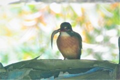 橋の下の隠れ家で捕食