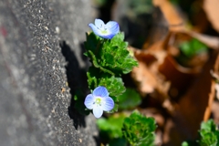 2月26日の用水路 ・オオイヌノフグリ