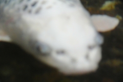 人面魚の目に見えるのは？