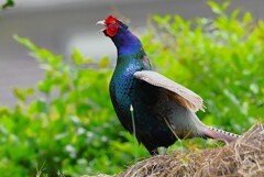 ②菜園今季初見初撮り・キジ♂ホロ打ち (3回目)