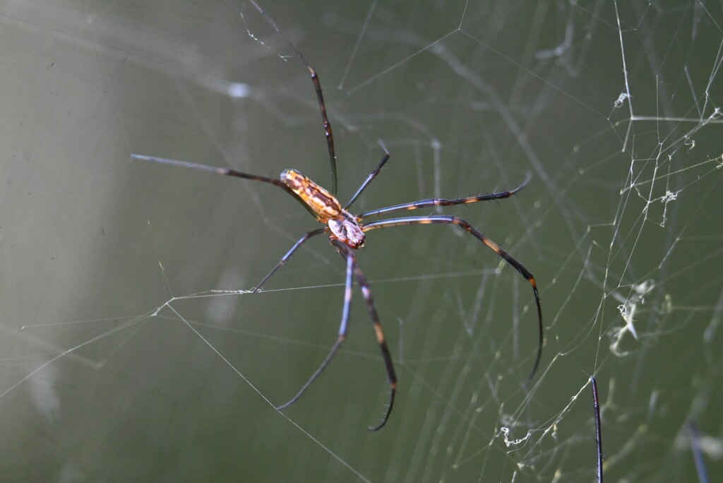 用水路・ジョロウグモ♂