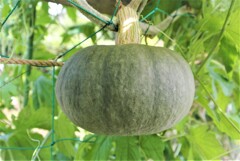 栗カボチャ（市販のタネから）