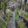 3月21日 (用水路の風景)