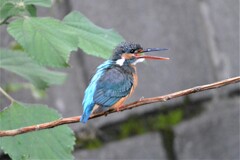 ついに吞み込んだ！！