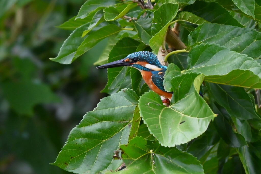 K川下流域・カワセミ♂若鳥