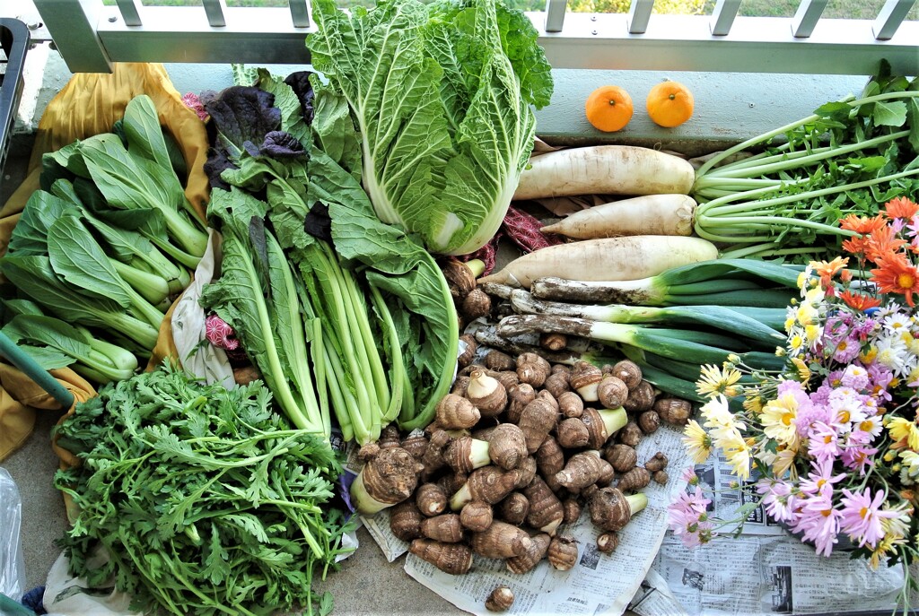 11月13日の全体収穫