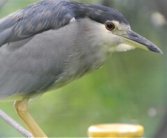 ゴイサギ成鳥の初め