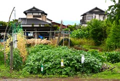菜園・間もなく収穫のジャガイモ3種
