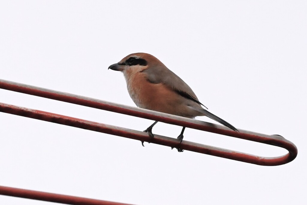 K川・高鳴きをするモズ♂