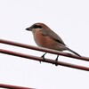 K川・高鳴きをするモズ♂