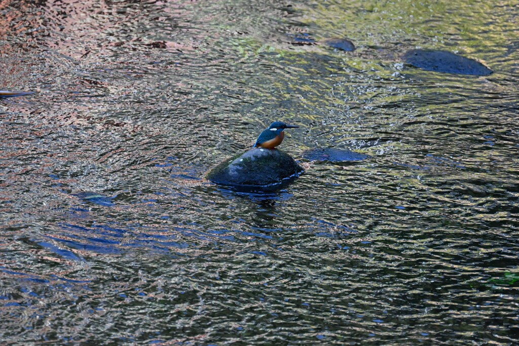 都内S川・カワセミ♂ 