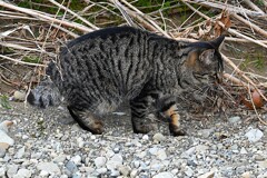 K川下流域・川原を行くニャンコ（キジトラ猫）