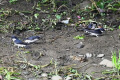 Ｋ川中流域・イワツバメ4羽で巣材集め