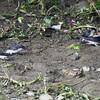 Ｋ川中流域・イワツバメ4羽で巣材集め