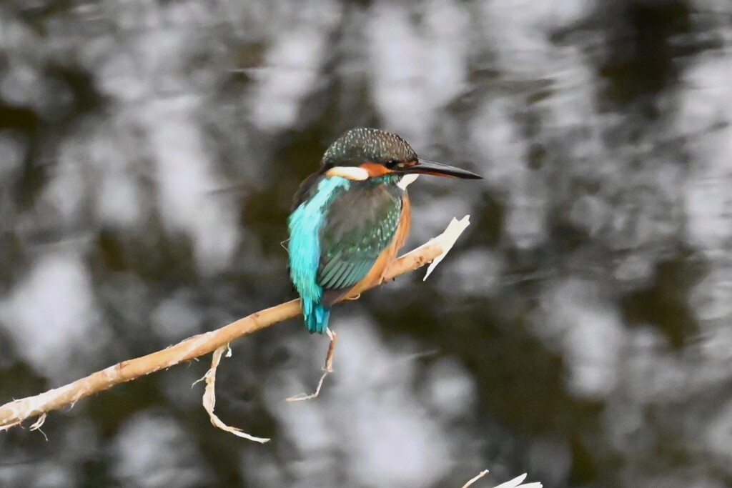 都内S川・カワセミ♀