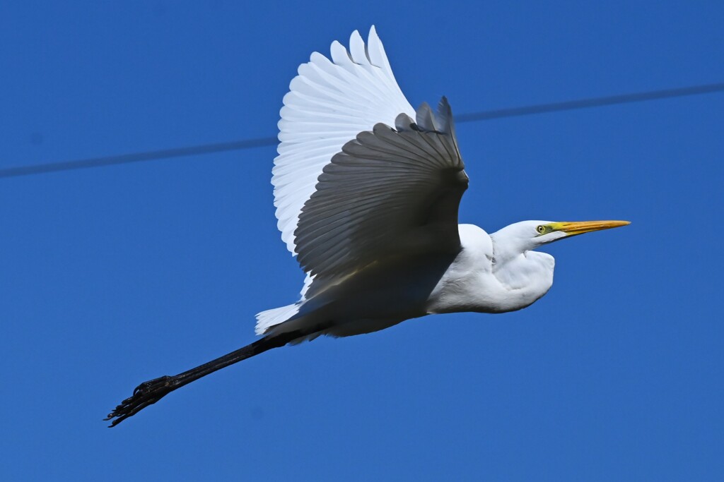 K川・抜けるような空に飛ぶダイサギ