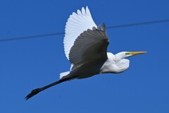 K川・抜けるような空に飛ぶダイサギ
