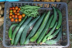 菜園・ドジョウインゲン初採り