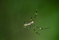 用水路・雨後の巣繕いをするジョロウグモ♀