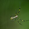 用水路・雨後の巣繕いをするジョロウグモ♀