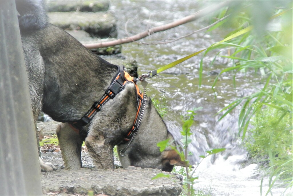 カワセミカップルお気に入りフィールドで水を飲ませる駄目飼い主