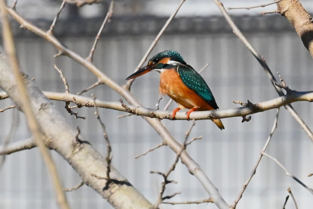 K川上流域のカワセミ♀