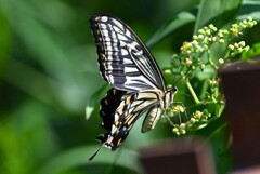 用水路・アゲハチョウ