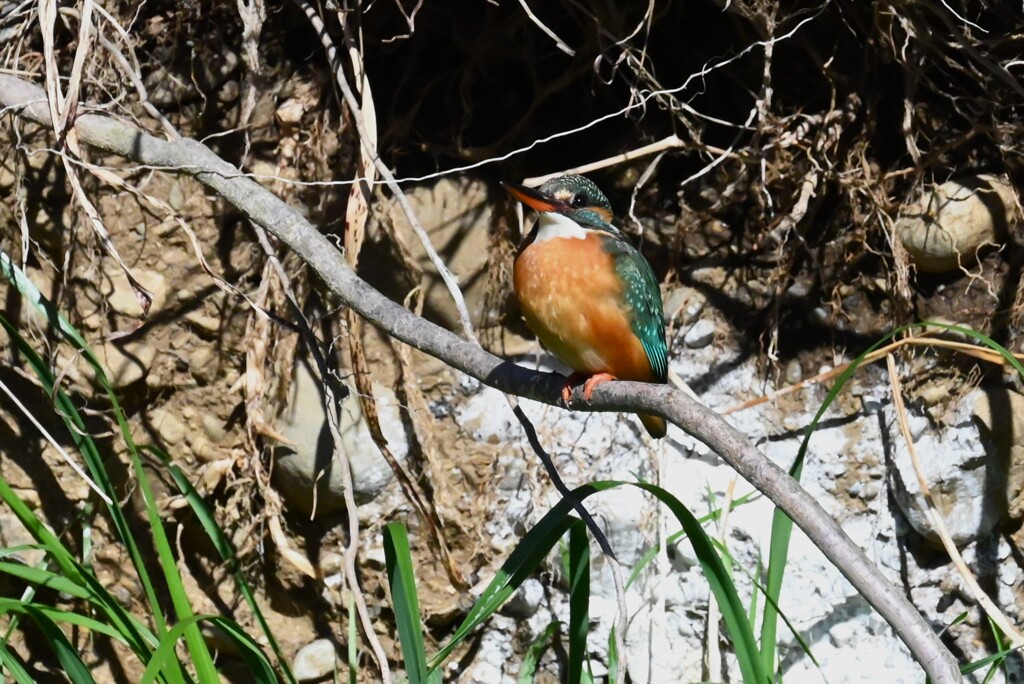 K川・上流域のカワセミ♀