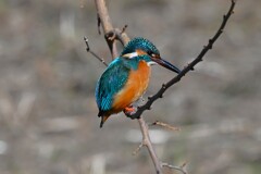 K川中流域・カワセミ♂止まり木移動