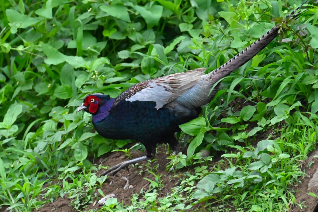 菜園・先日トウモロコシを食べた犯人（キジ♂） 