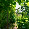 菜園・ジャングルのトンネルより・・