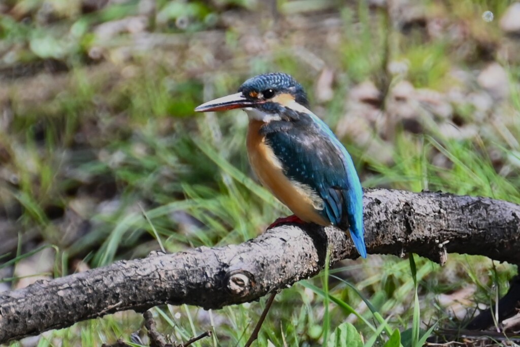 Ｋ川・中流域でくつろぐカワセミ♀ 