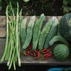 菜園・9月17日の収穫 (アスパラ・ゴーヤ・スイカなど)