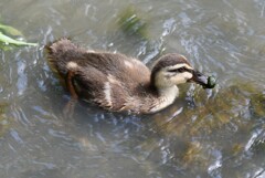 K川・下流域のカルガモひな