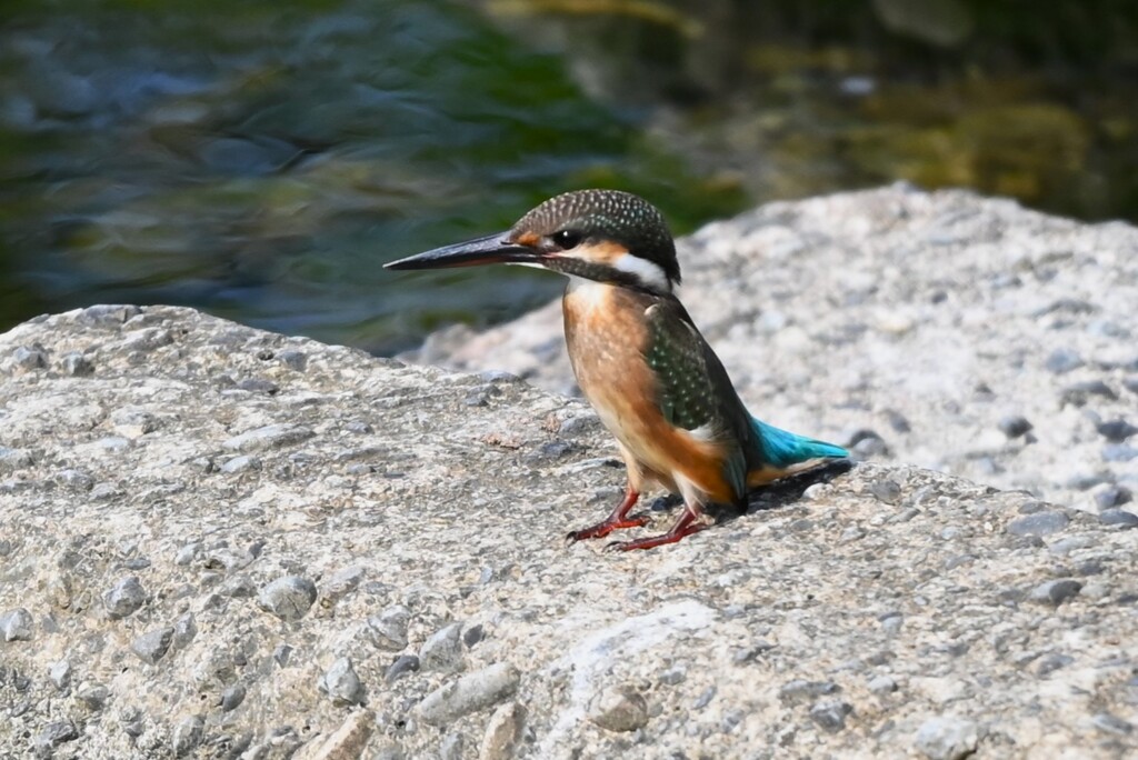 K川下流域・カワセミ♀若鳥 