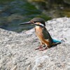 K川下流域・カワセミ♀若鳥 