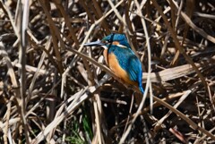 3月8日 (Ｋ川・上流のカワセミ♂いつもの場所で)