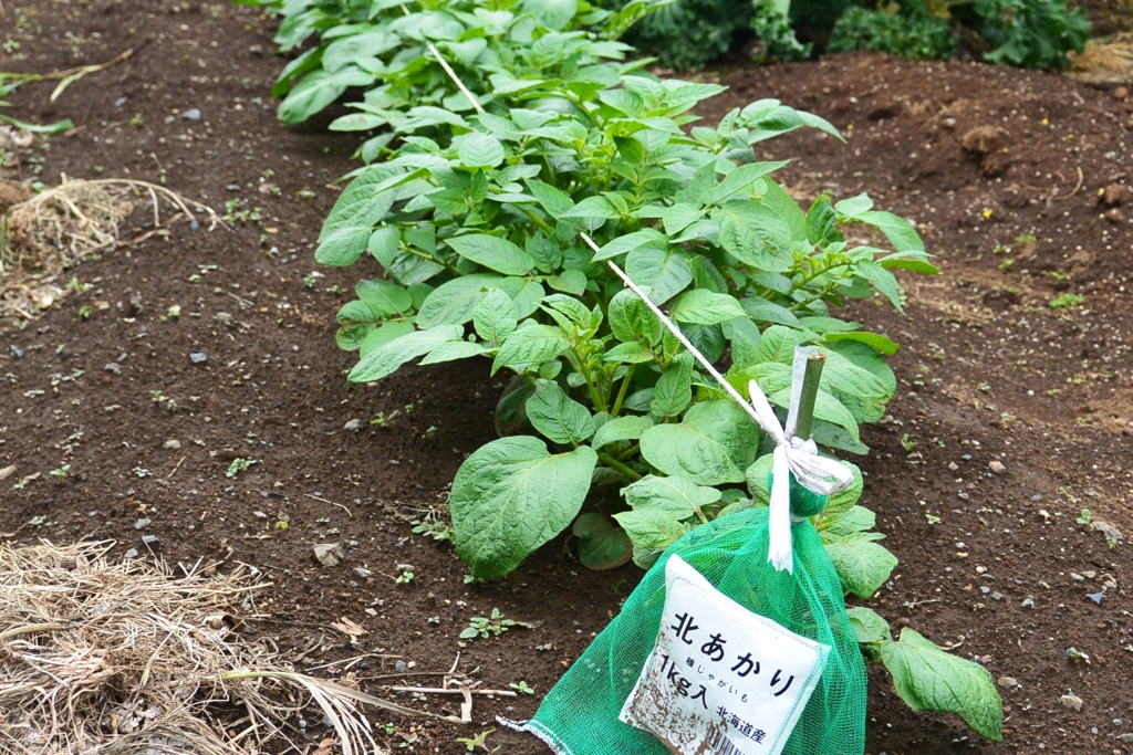 ジャガイモ・優秀なキタアカリ