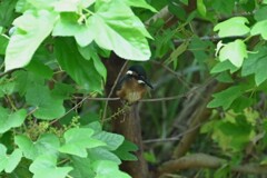 K川・カワセミ♂幼鳥、隠れ家