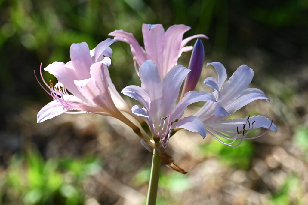 ヒガンバナ科？