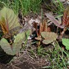 K川・イタドリの芽吹き