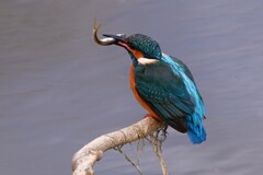 Ｋ川中流域・カワセミ♀若