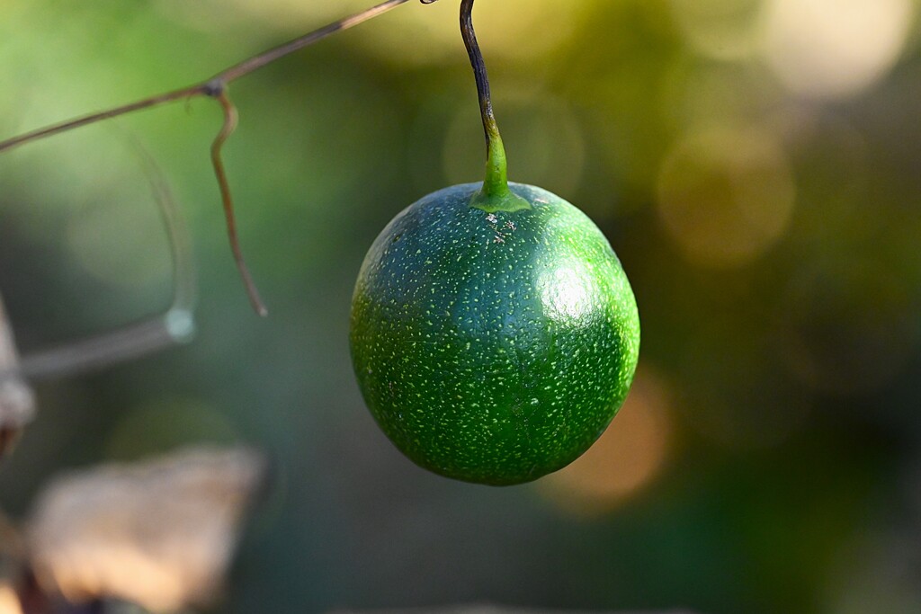用水路・輝きのカラスウリ