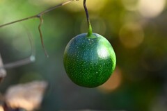 用水路・輝きのカラスウリ
