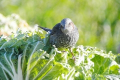 菜園・ヒヨドリ、俺のハクサイだ～～！