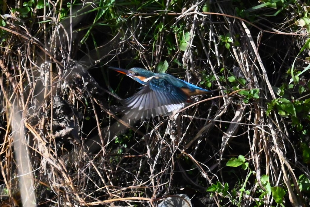 K川・水溜りのカワセミ♀