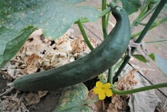 一番生りの立派なキューリ