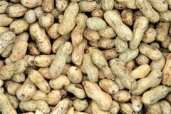 生落花生のアップ