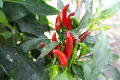 菜園・トウガラシ