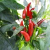 菜園・トウガラシ